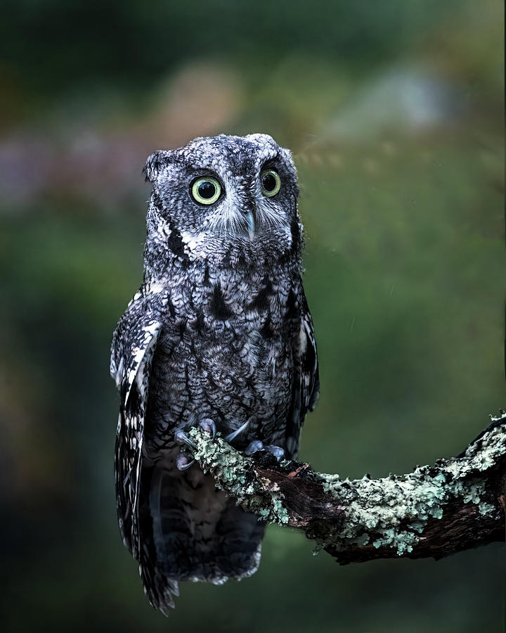 Owl Photograph - Screech Owl Beauty by Jaki Miller