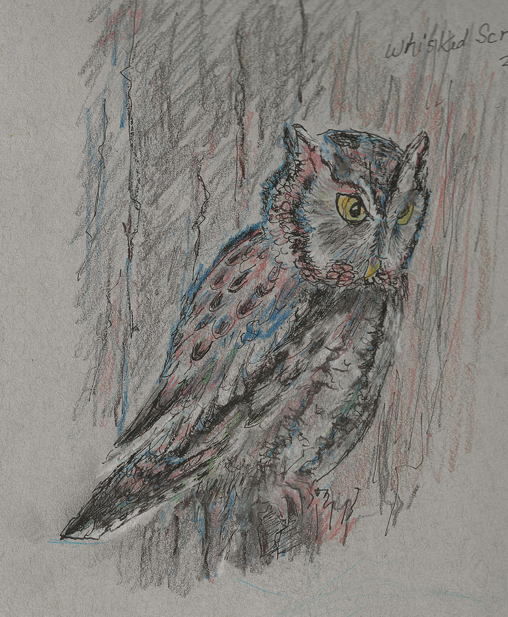 screech owl sketch