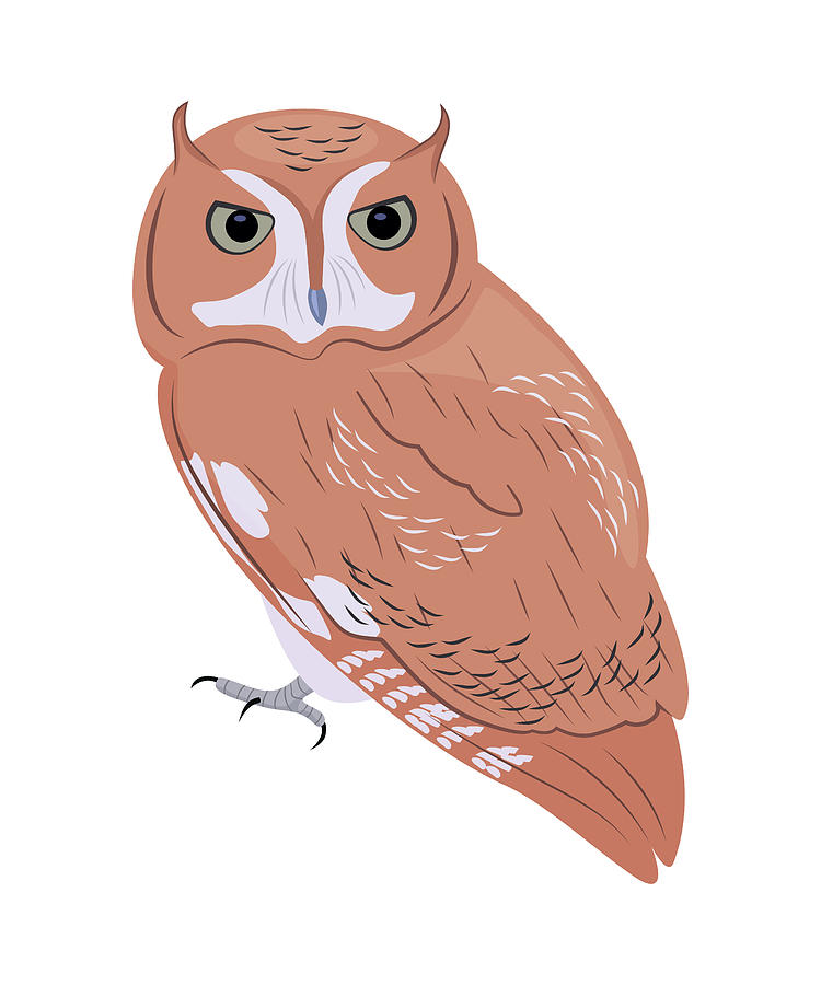 Screech Owl Bird Illustration Digital Art by Qwerty Designs Pixels