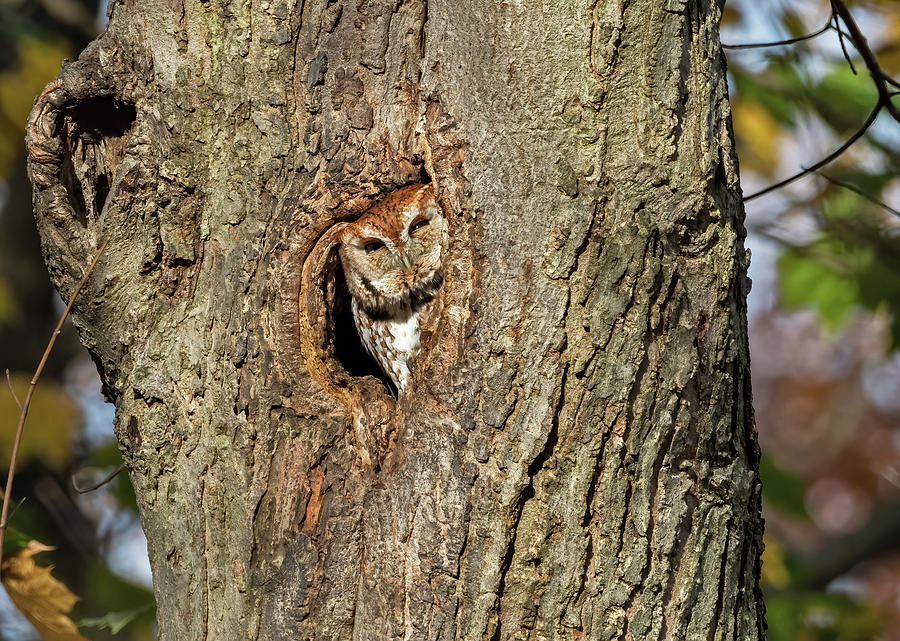 Screech Owl Checking for Blue Jays Photograph by Scott Miller