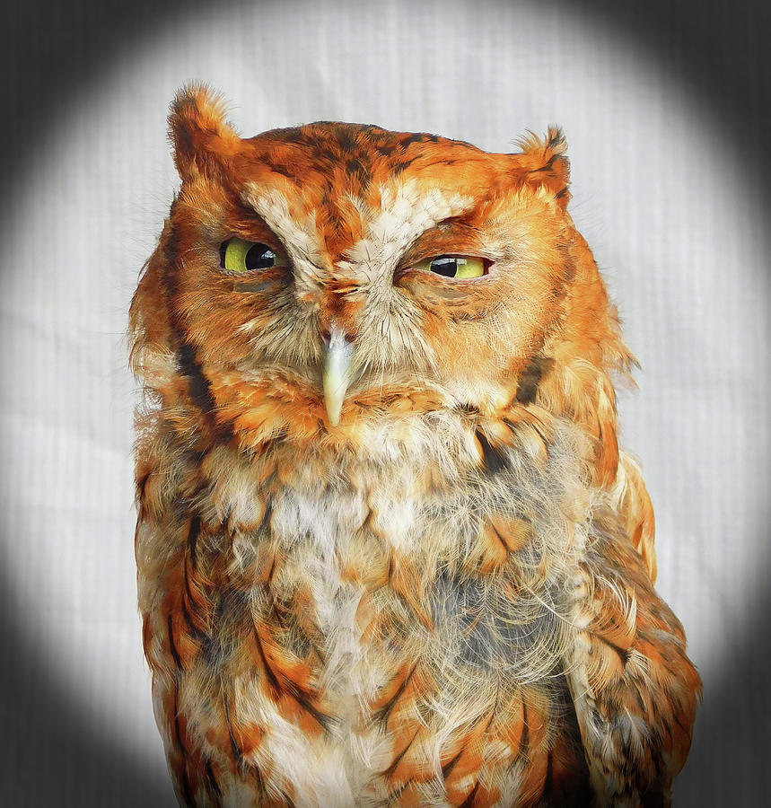 Screech Owl Dosing Photograph by Emmy Marie Vickers
