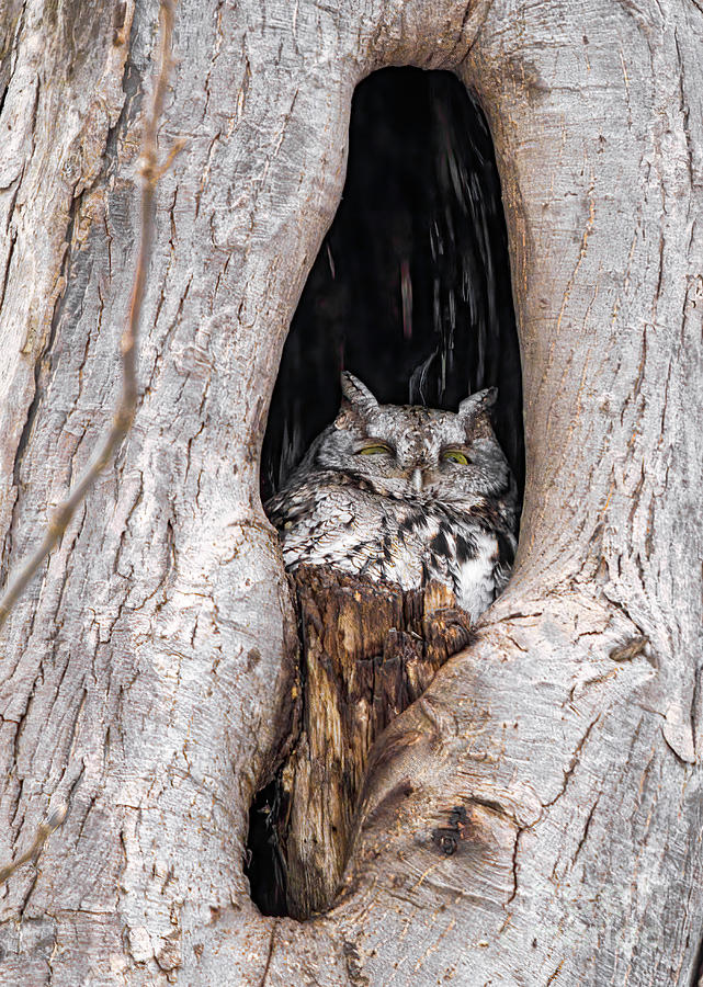 Screech Owl Dosing Off Photograph by Charline Xia