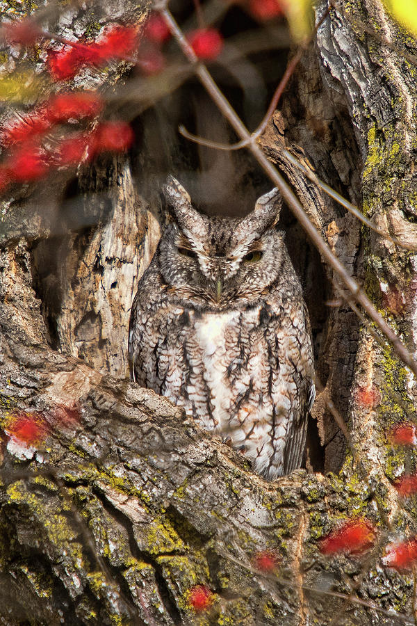 Screech Owl Gray Morph Photograph by Steve Stuller