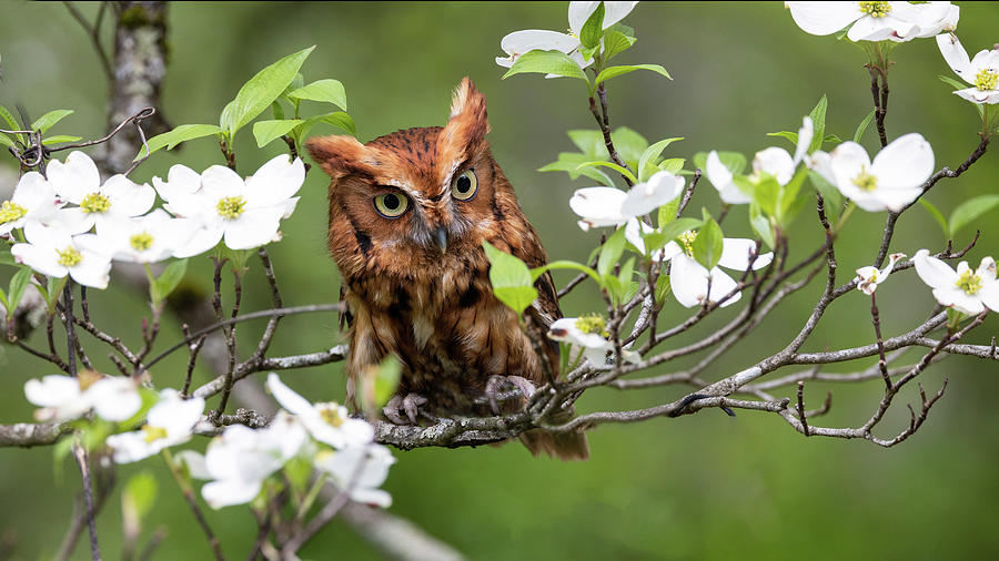 Screech Owl in Dogwood Photograph by Jaki Miller