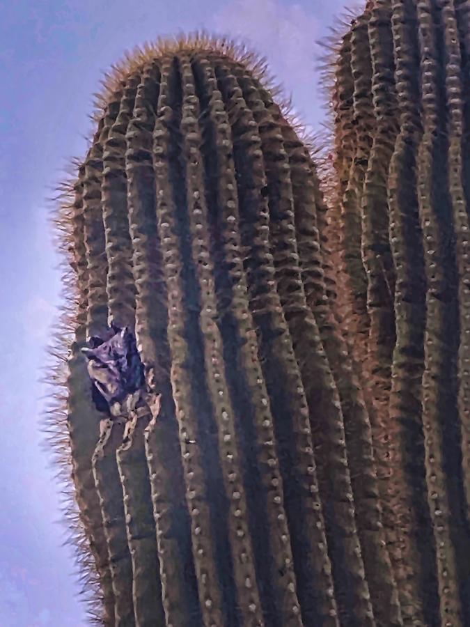 Screech Owl in Giant Cactus Photograph by Judy Kennedy