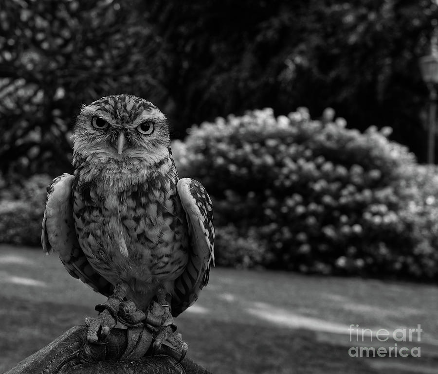 Screech owl in monochrome Photograph by Pics By Tony