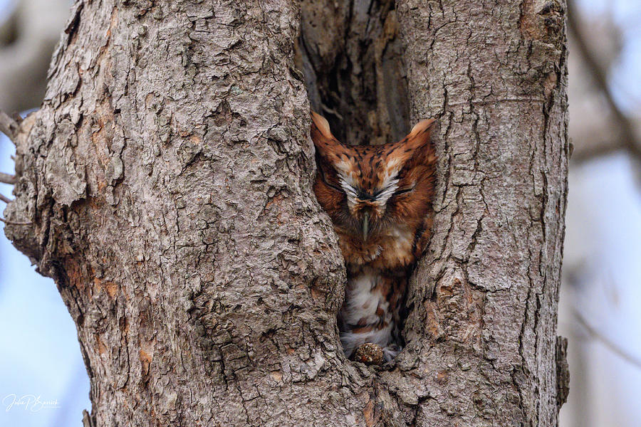 Screech Owl in Tree Cavity Photograph by Julie Barrick