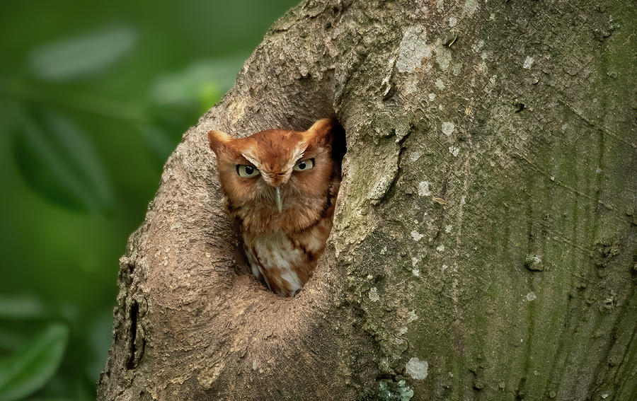 Screech Owl Photograph by Julie Barrick