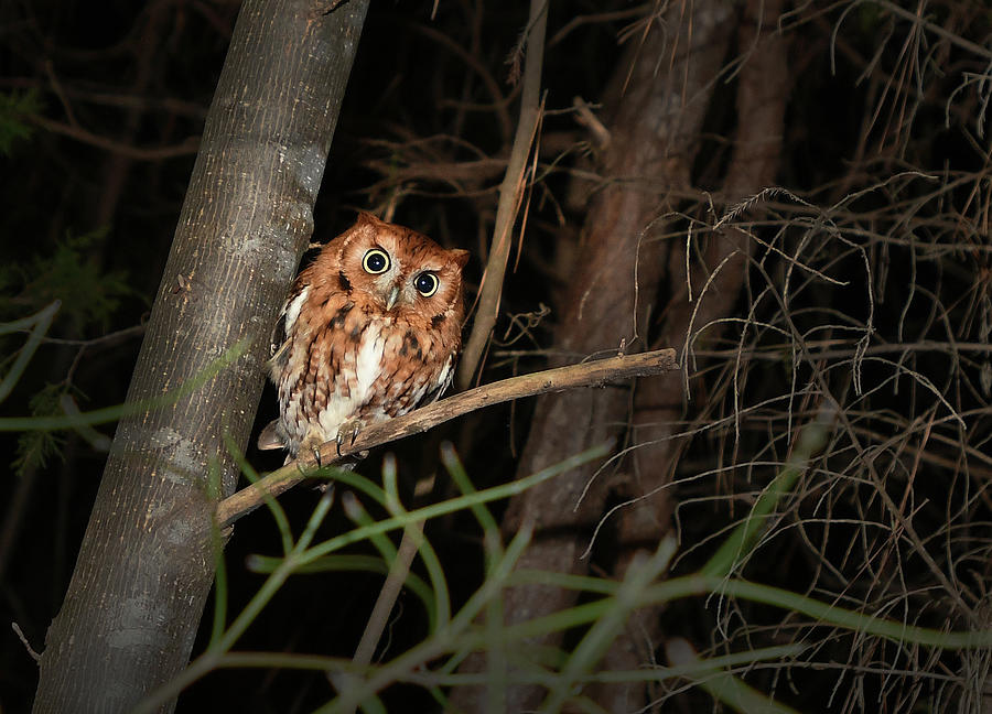 Screech Owl, Megascops asio, Raptor, North Carolina, Photograph, Print 1 Photograph by Eric Abernethy