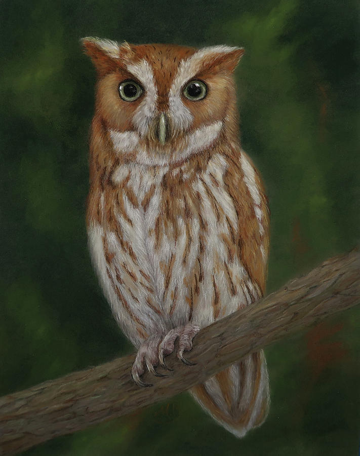 Screech Owl Painting by Monica Burnette