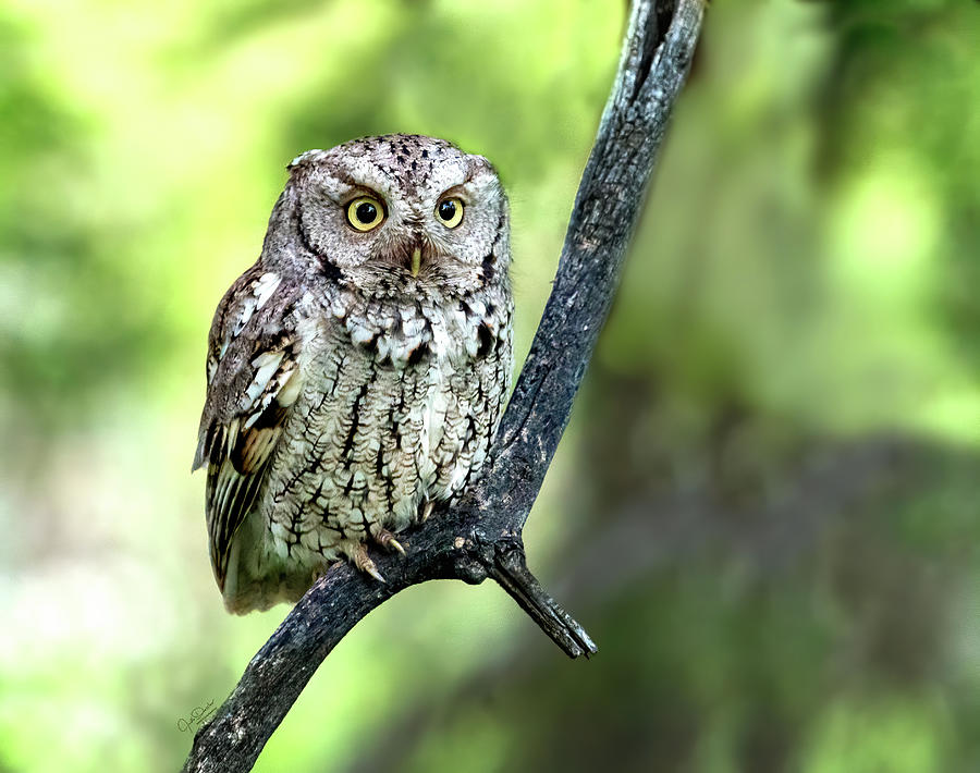 Screech Owl on a Branch Photograph by Judi Dressler