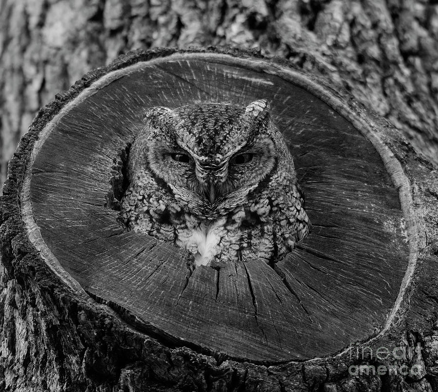 Screech Owl Photograph by Patrick Nowotny