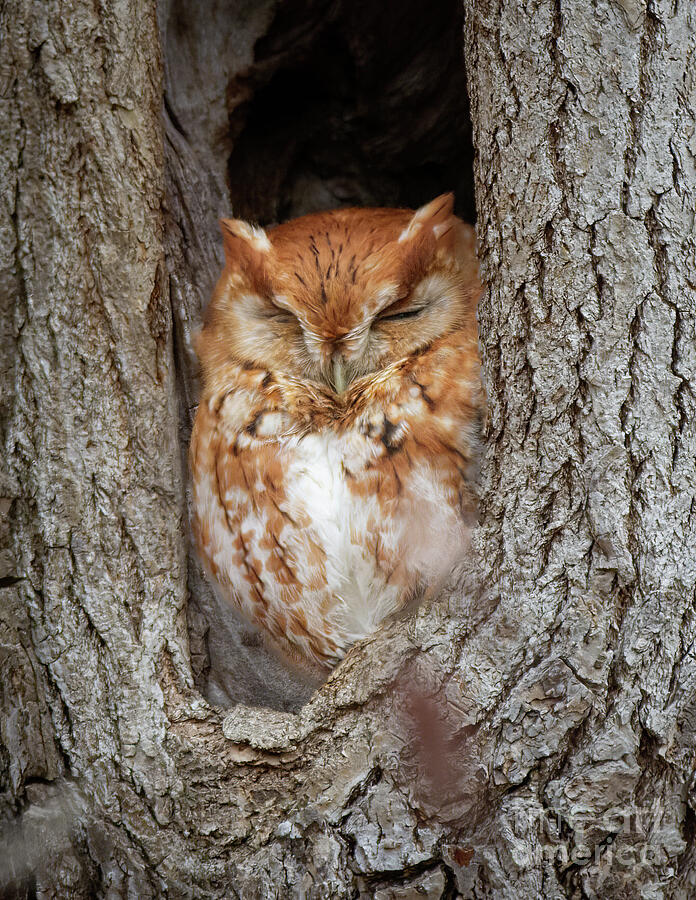 Screech Owl Siesta Photograph by Chris Scroggins