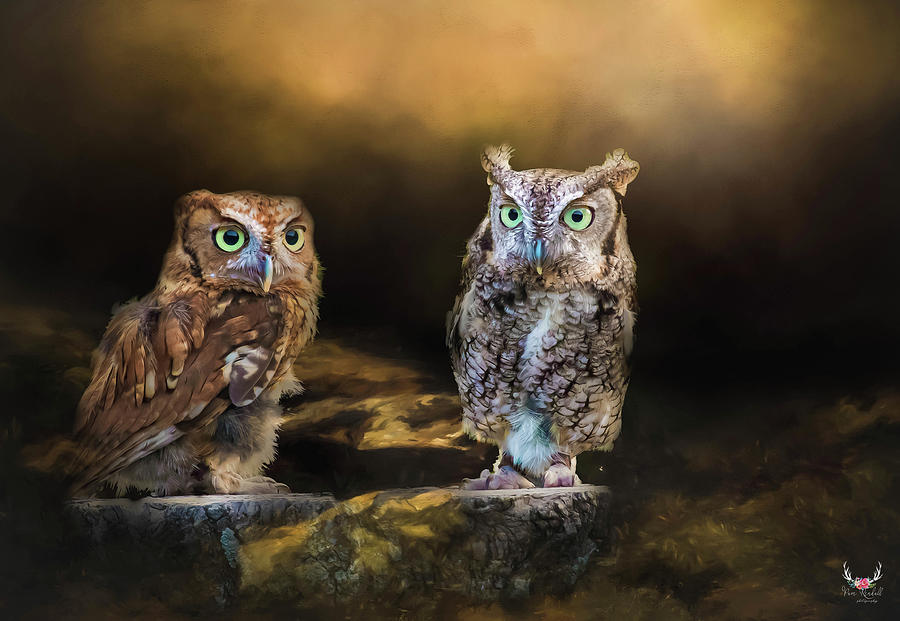 Screech Owl Sisters Photograph by Pam Rendall