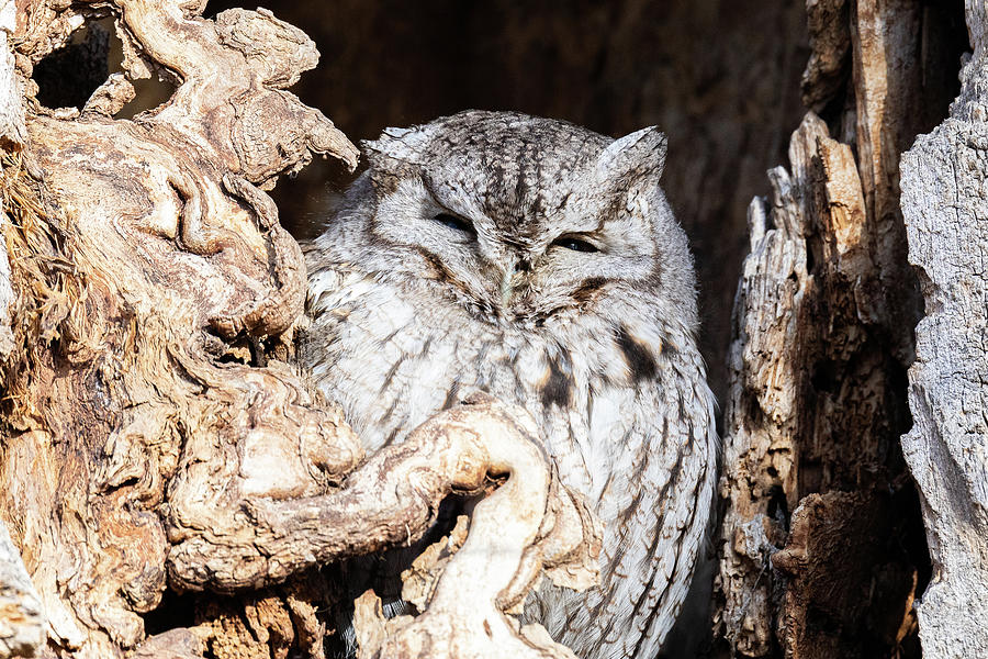 Screech Owl Sneaks a Peek Photograph by Tony Hake