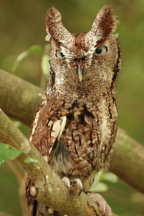 Screech Owl Standing In Tree Photograph