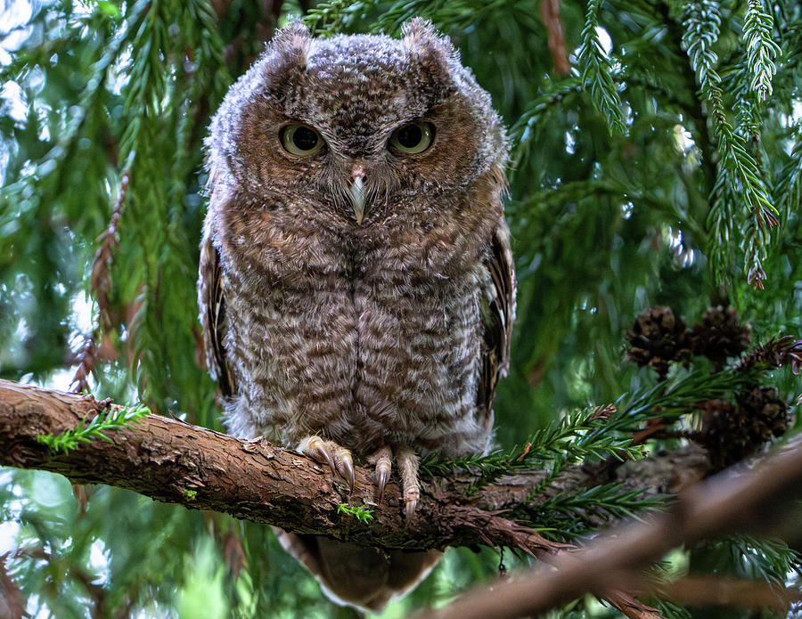 Screech Owl Stare Photograph by Mary Catherine Miguez