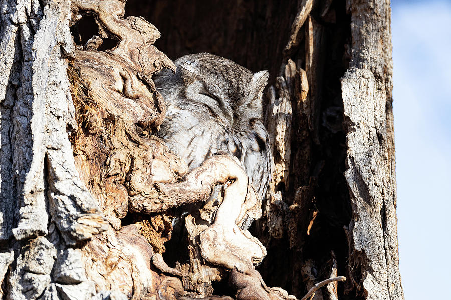 Screech Owl Takes a Nap Photograph by Tony Hake