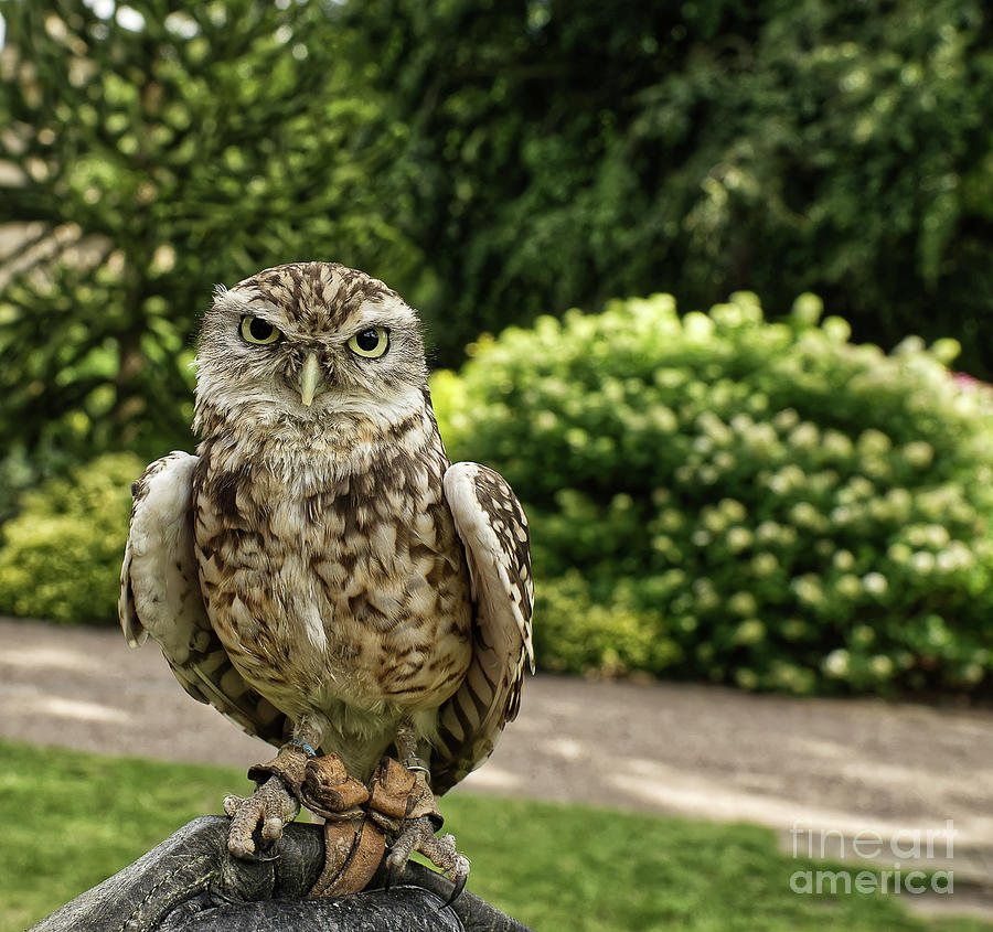 Screech owl in a park in York UK Photograph by Pics By Tony