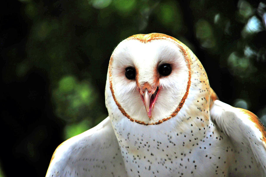 Screeching Barn Owl Photograph by Mike Martin