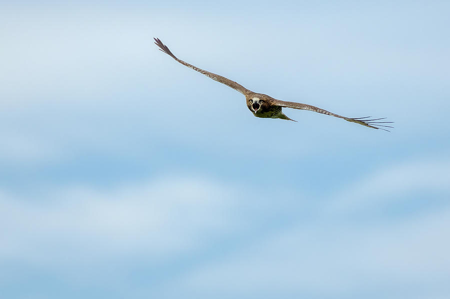 Screeching Hawk Photograph by Bill Wakeley