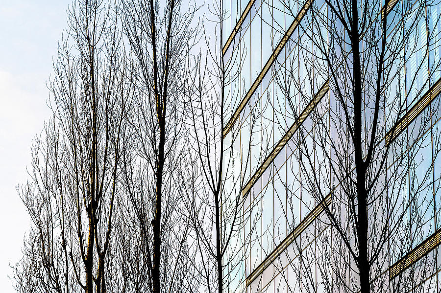 Berlin Photograph - Screening Trees by Hugh Warren