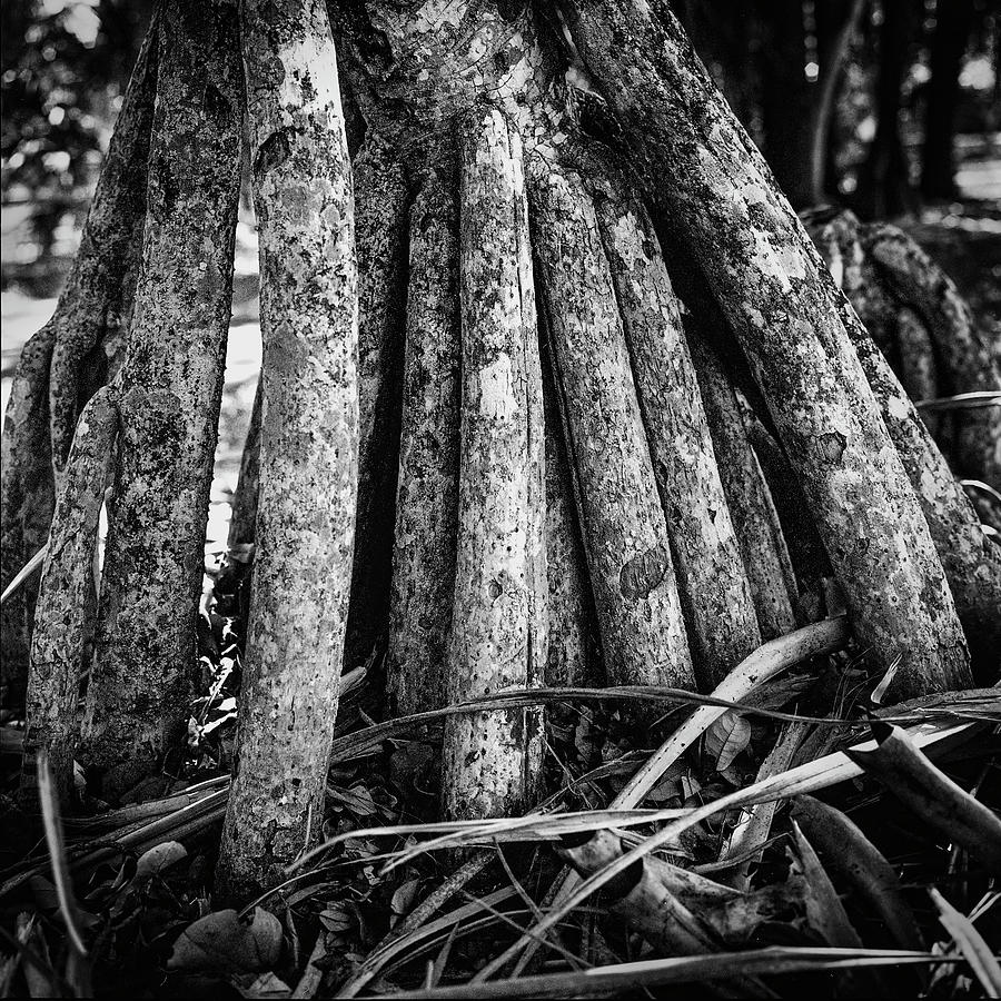 Screw Palm Roots B/w Photograph