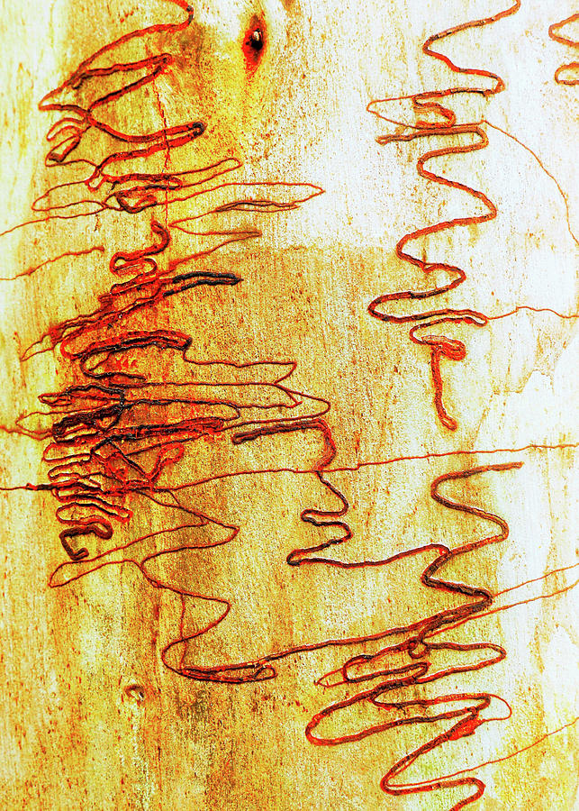 Scribbly Gum Tree Bark 2 Photograph by Lexa Harpell