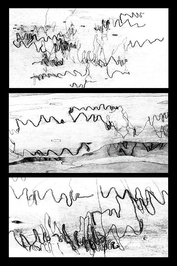 Scribbly Gum Triptych 2 - BW Photograph by Lexa Harpell