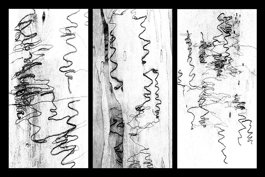 Scribbly Gum Triptych - BW Photograph by Lexa Harpell