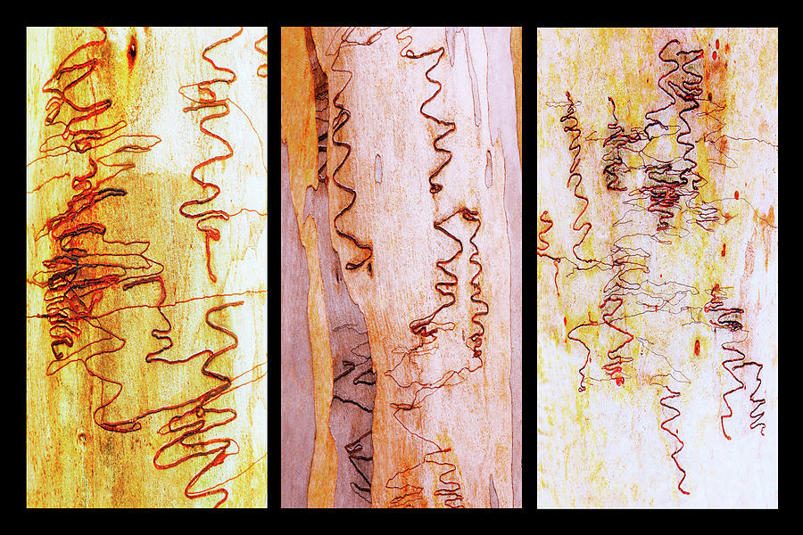 Scribbly Gum Triptych Photograph by Lexa Harpell