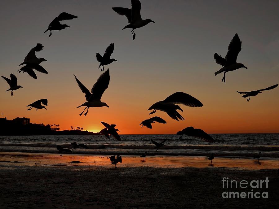 Scripps Seagull Flight Photograph by Beth Myer Photography
