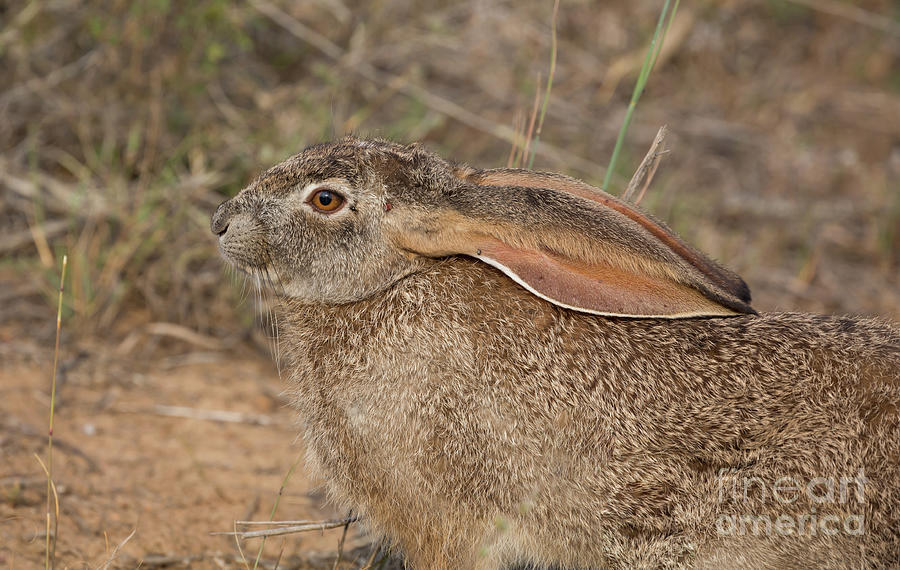 Scrub Hare Photograph by Eva Lechner