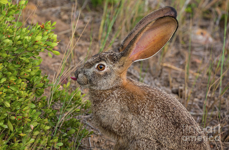 Scrub Hare2 Photograph by Eva Lechner