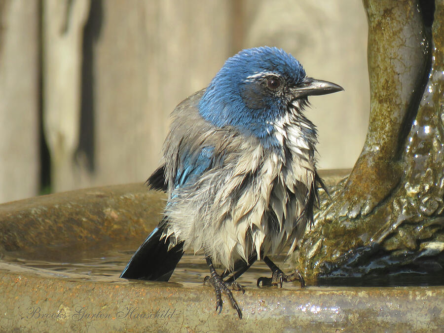 Scrub Jay at the Bird Bath 1 - Avian Photography - Birds - Blue Jay Photograph by Brooks Garten Hauschild