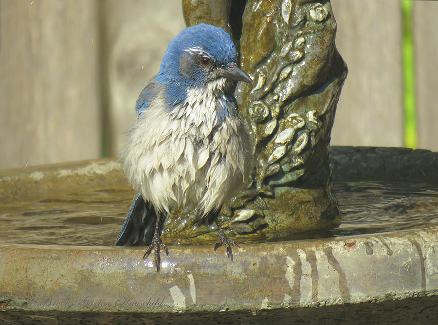 Scrub Jay at the Bird Bath 2 - Avian Photography - Blue Birds Photograph by Brooks Garten Hauschild