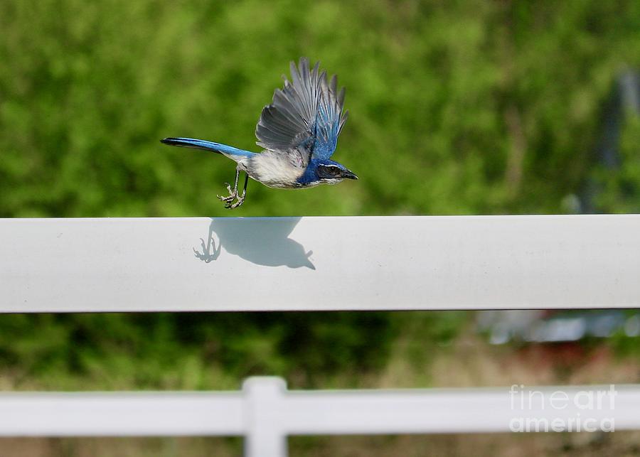 Scrub Jay in Flight with White Fence Photograph by Carol Groenen