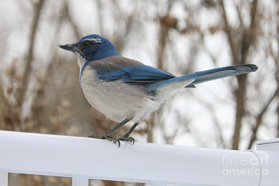 Scrub Jay in Tan and White Photograph by Carol Groenen