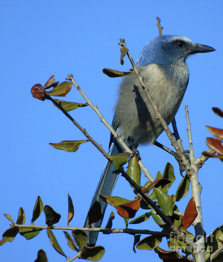 Scrub Jay In The Tree Top Photograph by D Hackett