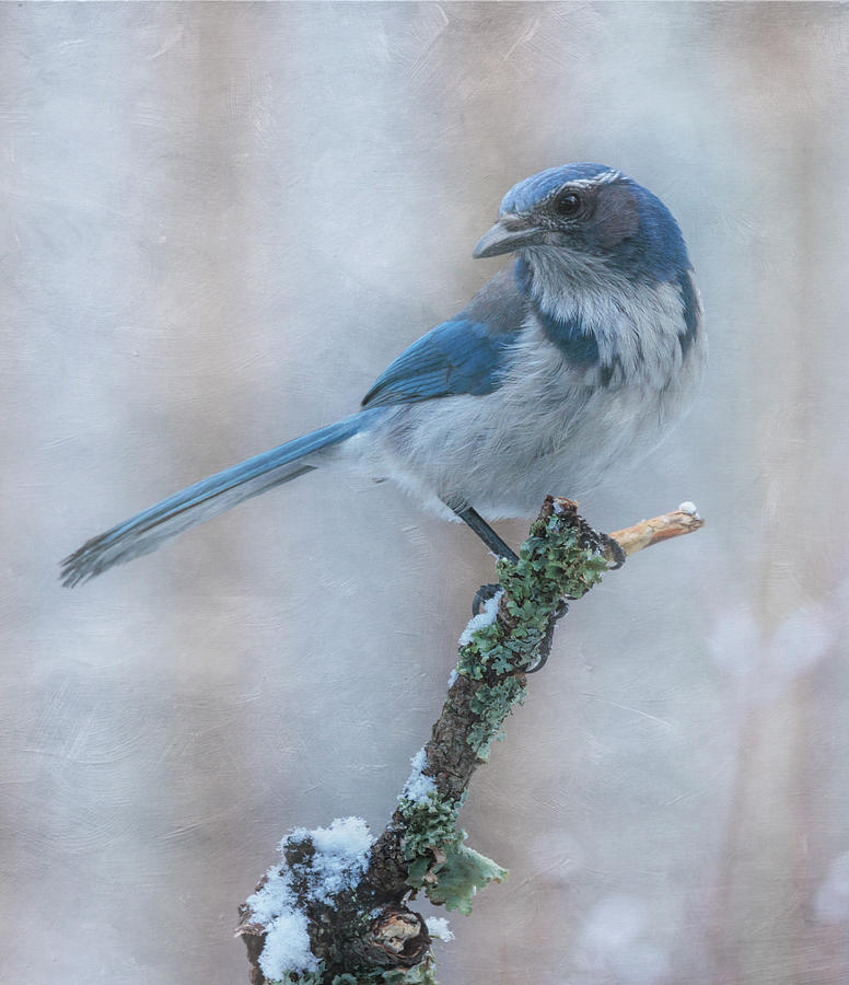 Scrub Jay in Winter Photograph by Angie Vogel - Fine Art America