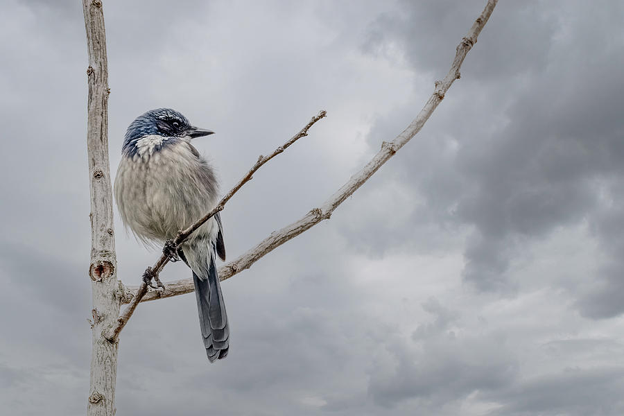 Scrub Jay Photograph by Jerry Cahill