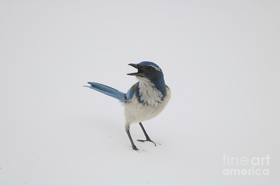 Scrub Jay Looking for a Handout Photograph by Carol Groenen