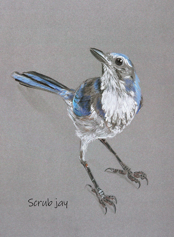 Scrub Jay Painting by Masha Batkova