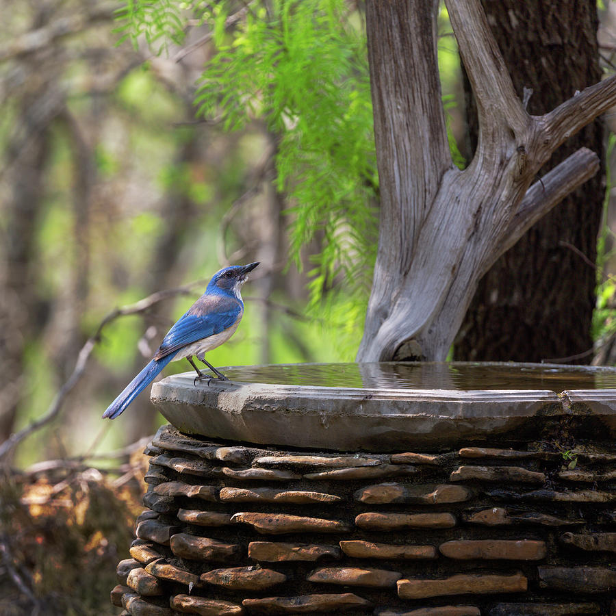 Scrub Jay Photograph by Mike Schaffner