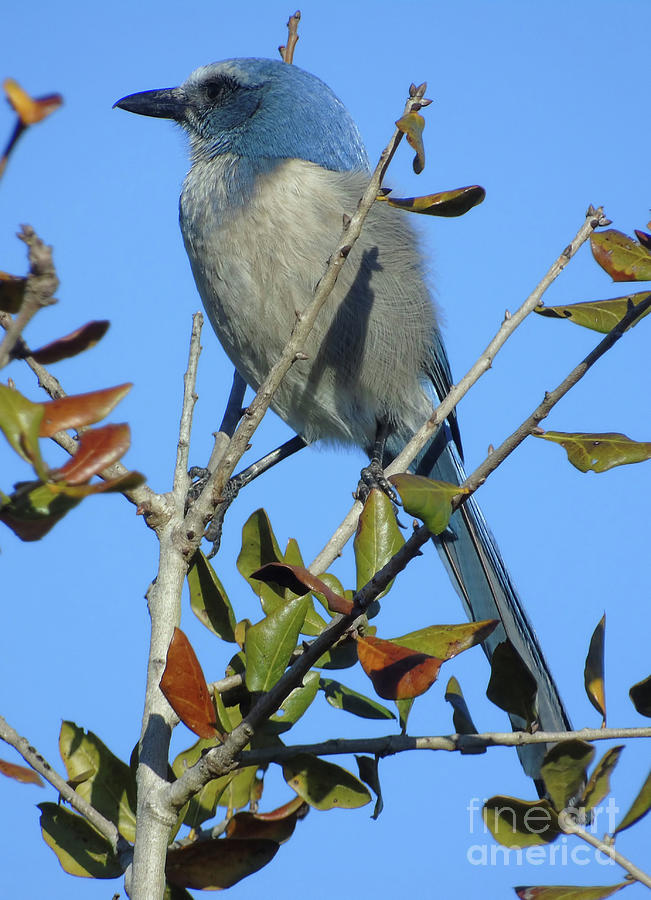 Scrub Jay Whiskers Photograph by D Hackett