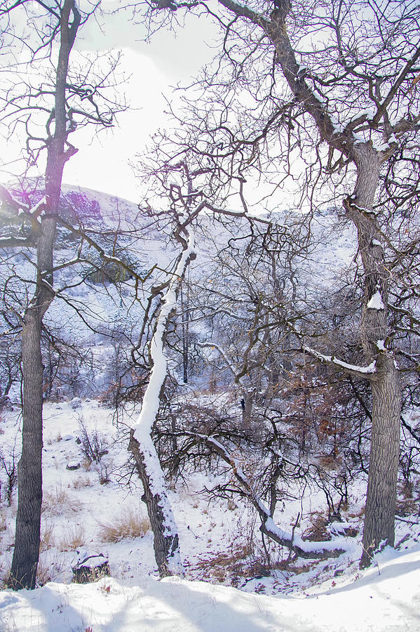 Scrub Oak Covered In Snow Photograph