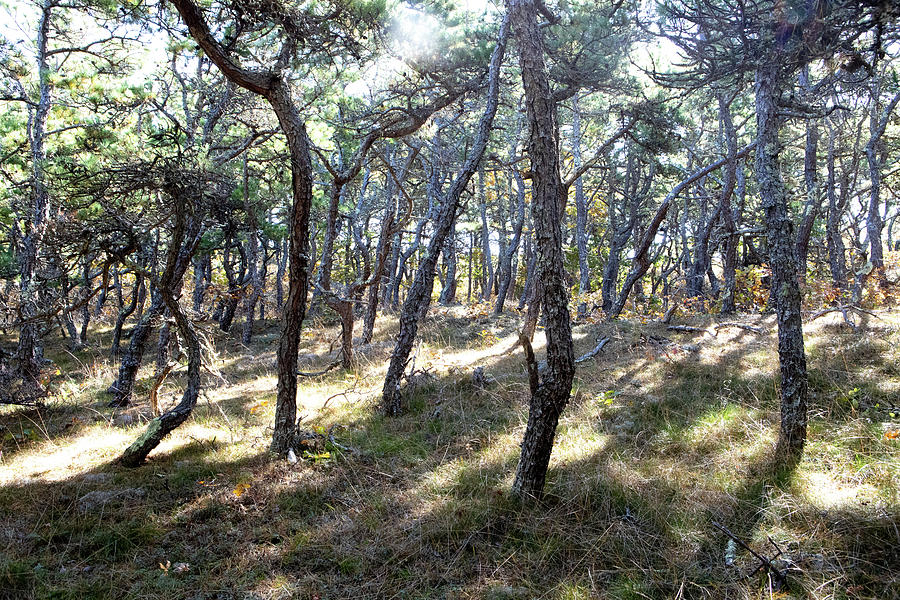 Scrub Pine Forest by Steven David Roberts Scrub Pine Forest by Steven David Roberts