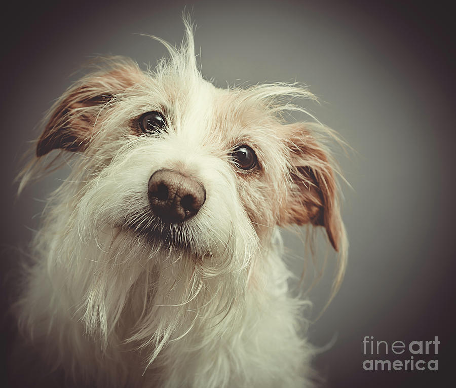 Dog Photograph - Scruffy Cross Breed Pet Dog by Amanda Elwell