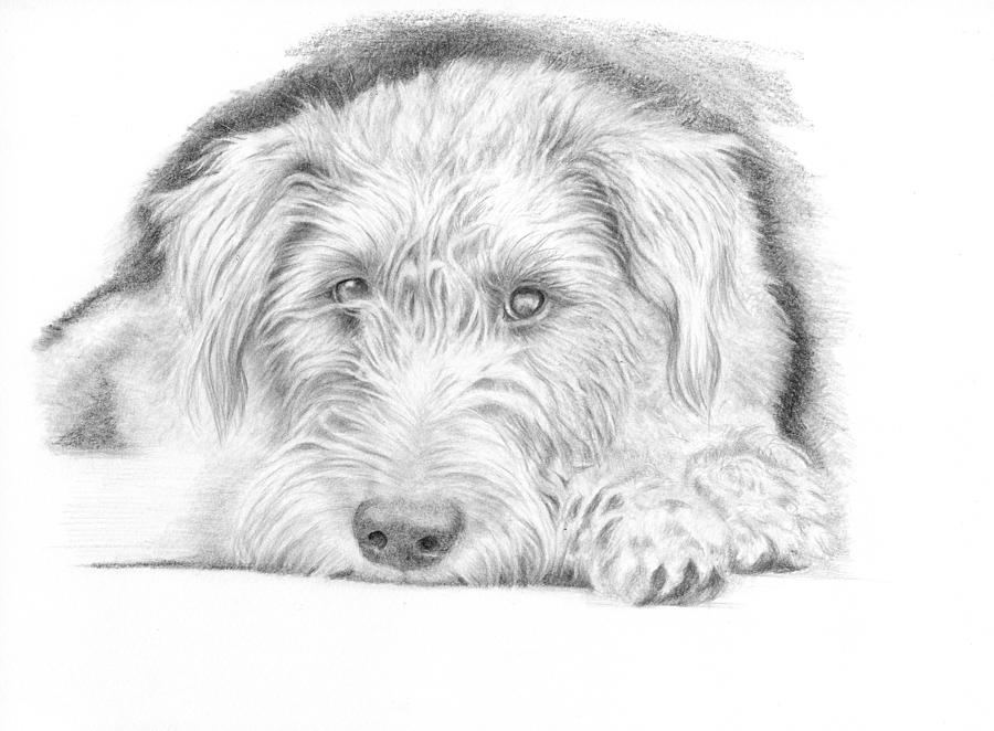 Scruffy Dog Painting by Debra Hall