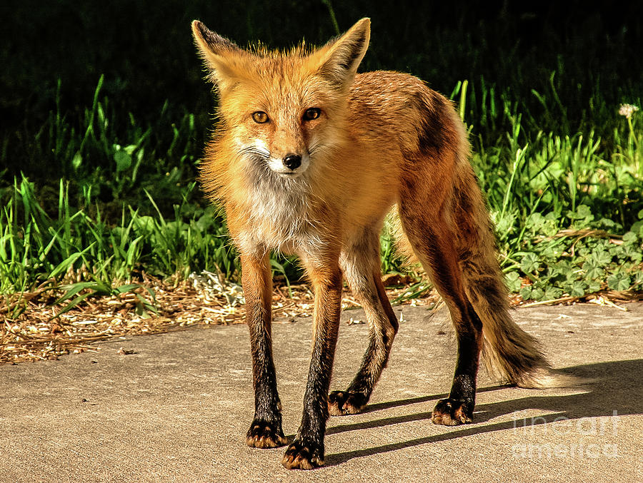 Scruffy The Red Fox by Richard Jansen